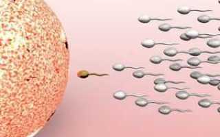 Активность сперматозоидов – как повысить, препараты для активности спермы