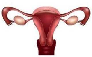 Какая норма толщины эндометрия матки у женщин. Методы диагностики