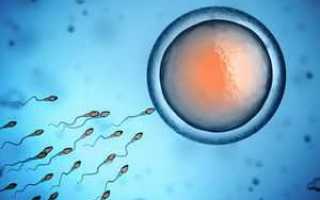 Что входит в состав спермы – из каких химических компонентов состоит мужское семя