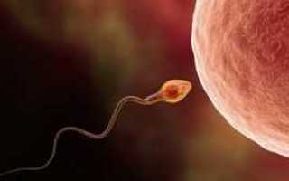 Как улучшить качество спермы – методы повышения спермообразования