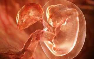 Особенности имплантации эмбриона в матку. Основные этапы и симптомы при ЭКО