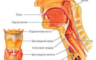Хрящи гортани – анатомия структурных образований